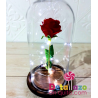 Beauty Rose
